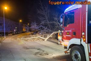 Umgestürzter Baum zerstört einen Pkw