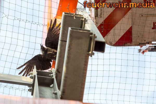 Vogel aus Gitternetz bei einem Einkaufszentrum befreit