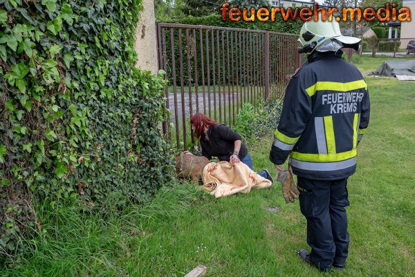 Rehbock steckt am Lerchenfelder Fußballplatz in einem Zaun