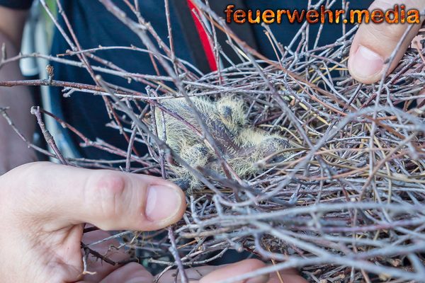 Vogelnest droht vom Baum zu fallen