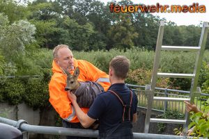 Reh aus einem Wasserbecken befreit