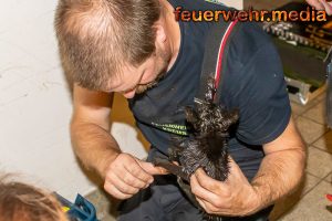 Abgemagerte und ölverschmierte Katze aus Aufzugsschacht gerettet