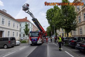 Katze flüchtet vor der Feuerwehr von einem Baum