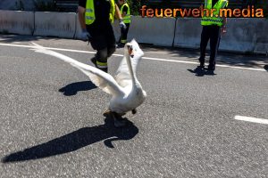 Schwanfamilie von der B37a gerettet