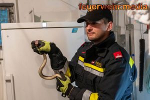 Äskulapnatter aus Keller gerettet