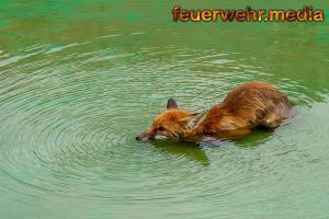 Feuerwehr Krems rettet jungen Fuchs aus einem Wasserbecken