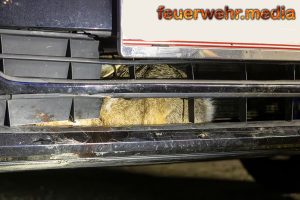 Hase steckt nach Wildunfall in der Stoßstange eines Pkw