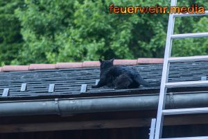 Kater verirrt sich auf ein Hausdach und sitzt fest