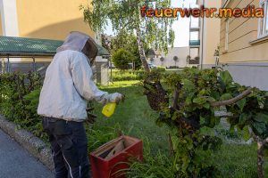 Imker von der Feuerwehr entfernt einen Bienenschwarm