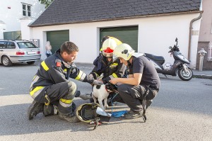 Hund auf Hausdach Rettung mittels Drehleiter