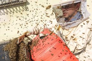 Bienen 'belagerten' Fahrrad und Auto am Kremser Pfarrplatz