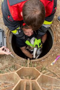 Tierrettung in Gneixendorf - Katze in einem Kanal gefangen