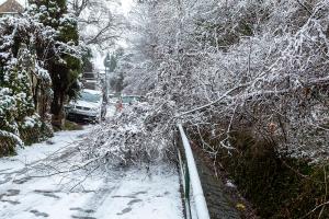 Umgestürzter Baum blockiert den Alauntalweg