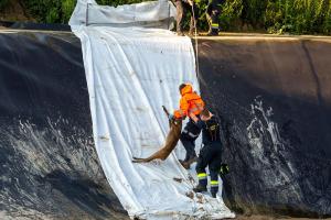 Reh von der Kremser Feuerwehr aus einem Wasserbecken gerettet