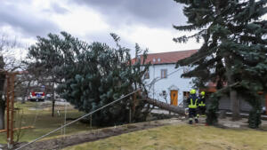 Zwei Bäume drohen im Sturm auf ein Haus zu stürzen