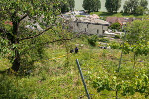 Tödlicher Traktorabsturz in einem Steiner Weingarten