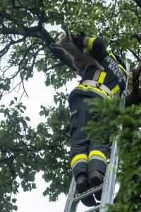 Feuerwehr holt eine patschnasse Katze von einem Baum