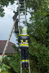Feuerwehr holt eine patschnasse Katze von einem Baum