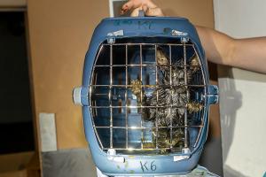 Abgemagerte und ölverschierte Katze aus Aufzugsschacht gerettet