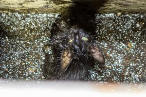 Abgemagerte und ölverschierte Katze aus Aufzugsschacht gerettet