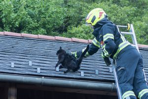 Kater verirrt sich auf ein Hausdach und sitzt fest