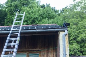 KR T1 Tierrettung 12052025-4
