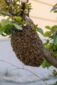 KS T1 Bienen 13052025-2