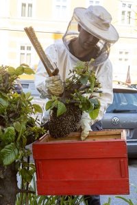 KS T1 Bienen 13052025-5