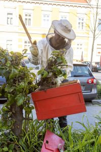 KS T1 Bienen 13052025-6