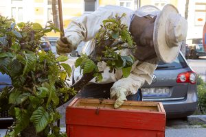 Imker von der Feuerwehr entfernt einen Bienenschwarm
