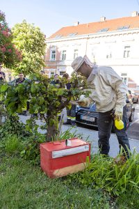 KS T1 Bienen 13052025-8