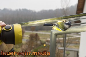 Feuerwehr befreit Vogel aus einem Eisenrohr (+Video)