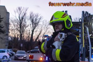 Katze auf Baum in Lerchenfeld