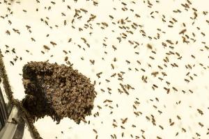 KS T1 Bienen 31052018-19