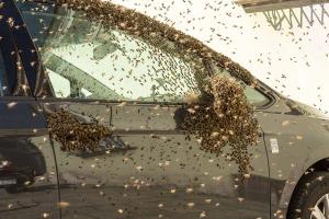 KS T1 Bienen 31052018-20