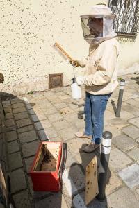 KS T1 Bienen 31052018-21