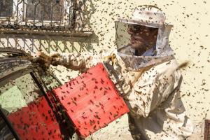 KS T1 Bienen 31052018-24