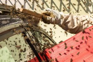 KS T1 Bienen 31052018-25