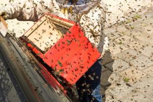 KS T1 Bienen 31052018-27