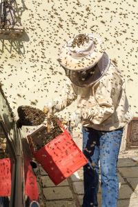KS T1 Bienen 31052018-30