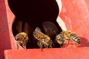 KS T1 Bienen 31052018-36