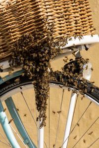 KS T1 Bienen 31052018-4