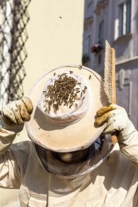 KS T1 Bienen 31052018-41