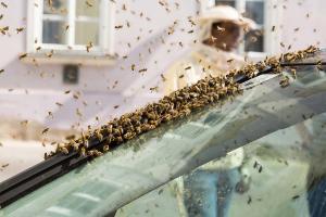 KS T1 Bienen 31052018-51