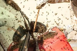 KS T1 Bienen 31052018-54