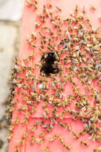 KS T1 Bienen 31052018-56