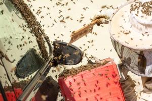 KS T1 Bienen 31052018-59