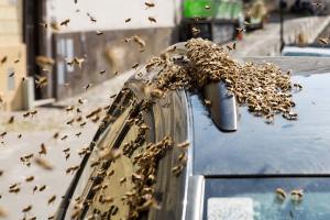 KS T1 Bienen 31052018-60
