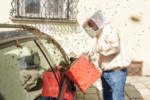 KS T1 Bienen 31052018-64
