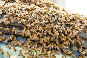 KS T1 Bienen 31052018-67